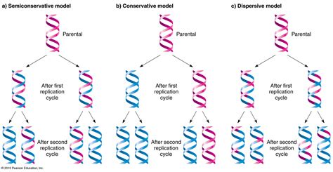 conservative semiconservative and dispersive replication|semiconservative replication template.